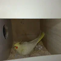 مولد لوتینو|پرنده|ساوه, |دیوار