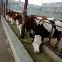 گاو. گوساله تلیسه سیمینتال اصل