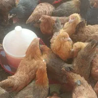 مرغ گلپایگانی تخمگذار ۴ ماهه اصیل