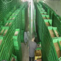 نیروی کار آقا