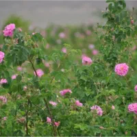 فروش گل محمدی بصورت شاخه ای|گل و گیاه طبیعی|باسمنج, |دیوار