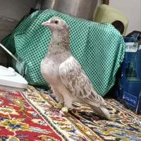 هفت رنگ دم سفید کاکل نر|پرنده|شهرآباد, |دیوار