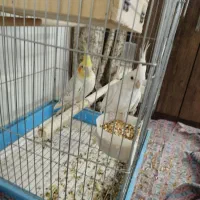 عروس هلندی|پرنده|بندر امام خمینی, |دیوار