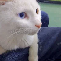 واگذاری گربه خانگی نژاد دار|گربه|سنندج, |دیوار