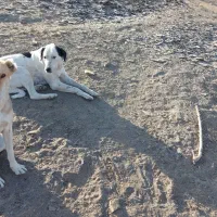 دو عدد سگ ماده نگهبان یکی گرگی|سگ|طرقبه, |دیوار