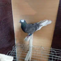 کبوتر یا کفتر شهری بهبونی|پرنده|شیراز, شیخ علی چوپان|دیوار