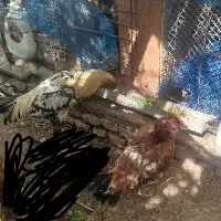 مرغ و خروس لاری اصیل