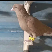 زرد دم سفید نر