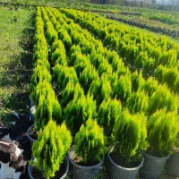 فروش یاس هلندی و کامیس زعفرانی|گل و گیاه طبیعی|خرمآباد (تنکابن), |دیوار