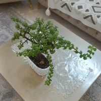 گل بنسای خرفه ای|گل و گیاه طبیعی|پاکدشت, پاکدشت (مامازند)|دیوار