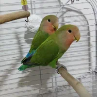 ۲تا طوطی برزیلی جوان و زرنگ