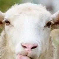 بره نر (توغلی)