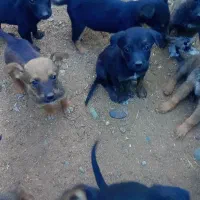 چهار عدد توله ماده|سگ|جیرفت, |دیوار