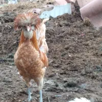 خروس نژاد لهستانی