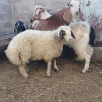 بره و کره چاق گوشتی (جگر و شاخی مجانی)