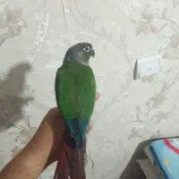 گیرینچیک سوخنگو فول دستی ورام  با لوازم