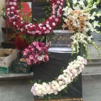 گل ارایی|گل و گیاه طبیعی|شهرکرد, |دیوار