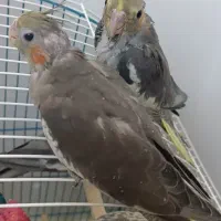 جوجه  عروس هلندی 20روزه