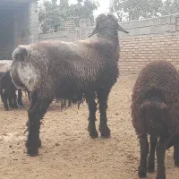 بره قوچ|حیوانات مزرعه|گنبد کاووس, |دیوار