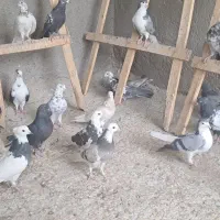 حدود ۳۰ تا کفتر پرشی و نقشی فروش یکجا