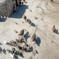 بوقلمون