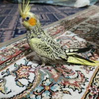 گل باقالی زعفرانی