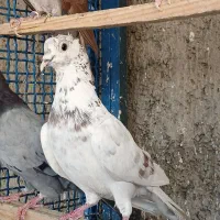 کفتر انگلیسی|پرنده|تهران, شهرک استقلال|دیوار