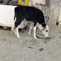 گاو گوساله فروشی رودان