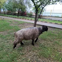 نرمیش داشتی