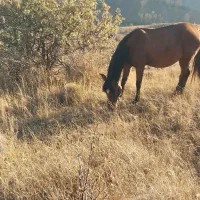 اسب مادیان همراه کره نر ۲ ماهه|اسب و تجهیزات اسب‌سواری|تبریز, |دیوار