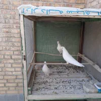 کبوتر پرشی|پرنده|اصفهان, اندوان|دیوار