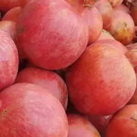 انار ممتاز  ارسال به همه جای شهر قم وشهرهای اطراف|خوردنی و آشامیدنی|کهک, |دیوار