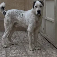 سگ الا بای نر۹ ماهه آینده دار