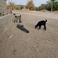 یه بزبربری بزرگ بادوتابزغاله نرماده|حیوانات مزرعه|پسکوه, |دیوار