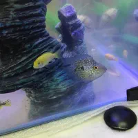 چند عدد ماهی گوشت خوار