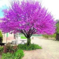 مغازه اجاره ای با کاربرد اداری|اجارهٔ دفتر کار، اتاق اداری، مطب|کرج, بنیاد|دیوار