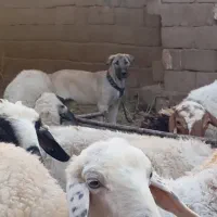 واگذاری توله پژدر اصیل|سگ|کرمان, |دیوار