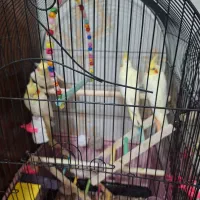 جوجه عروس هلندی|پرنده|اسلامشهر, شهرک مهدیه|دیوار