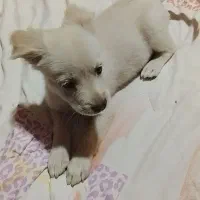 واگذاری میشود