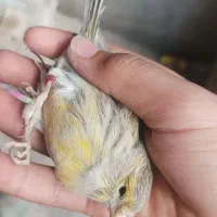 قناری نرحلقه به پا