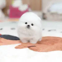 دنبال خونوادس