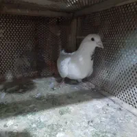 کبوتر|پرنده|صدرا-فارس, فاز ۲|دیوار