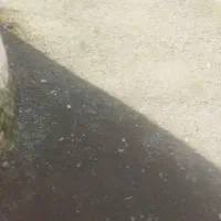 فروش-زمین-150متری-دانشگاه