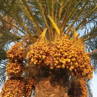 اجاره درخت خرما