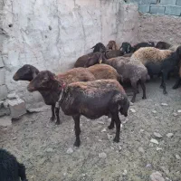 میش وقوچ افشاری