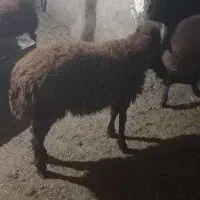 بره قوچ