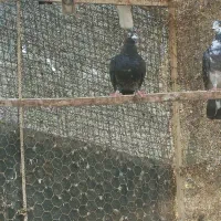 پلاکی|پرنده|بندرعباس, |دیوار