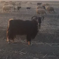 پازن ترکی فروشی