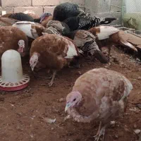 بوقلمون بوربون و برنز