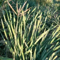 گل نرگس مرغوب بهبهان|گل و گیاه طبیعی|بهبهان, |دیوار